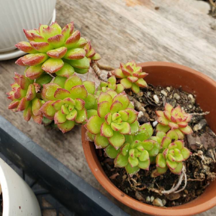 plant image 1301430 plant image 1301430