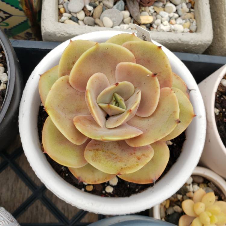 plant image 1301434 plant image 1301434