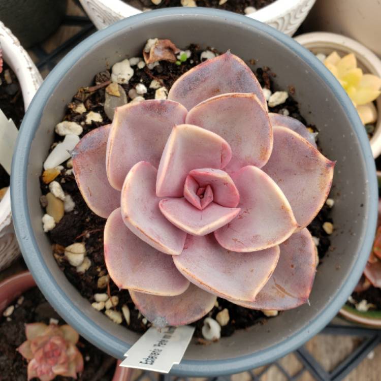 plant image 1301441 plant image 1301441