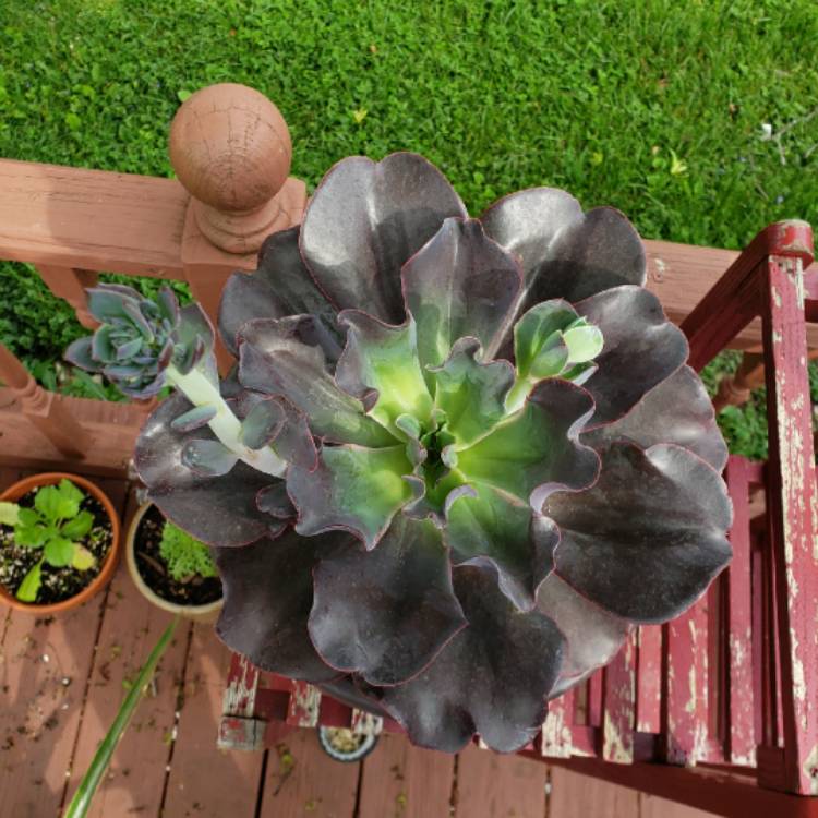 plant image 1307199 plant image 1307199