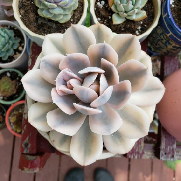 plant image 1326968