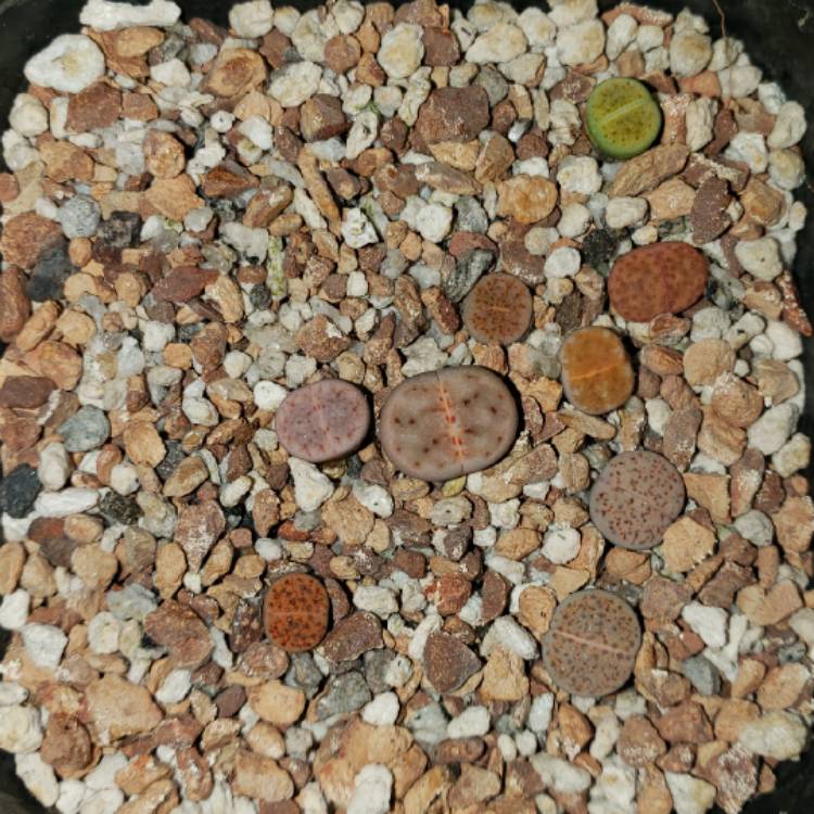 plant image 1331872