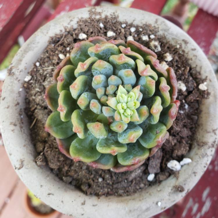 plant image 1334383 plant image 1334383