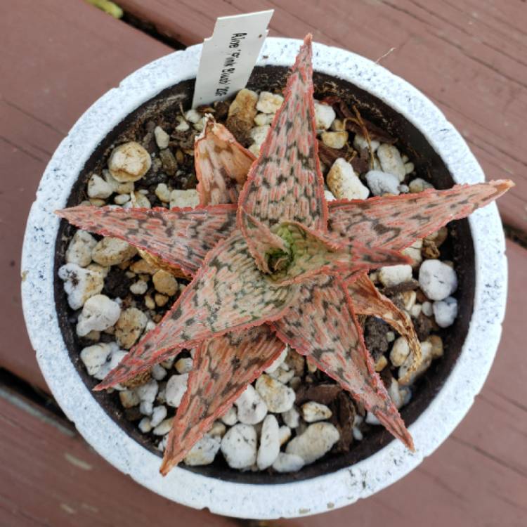 plant image 1334384 plant image 1334384