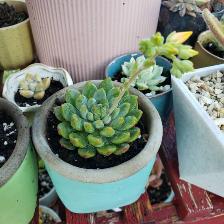 plant image 1349305 plant image 1349305