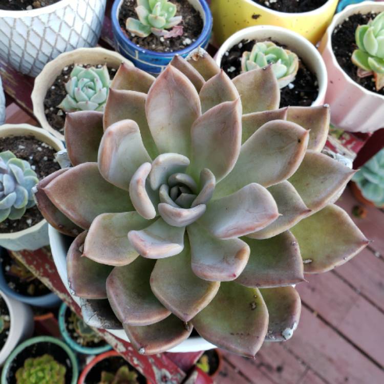 plant image 1349316 plant image 1349316