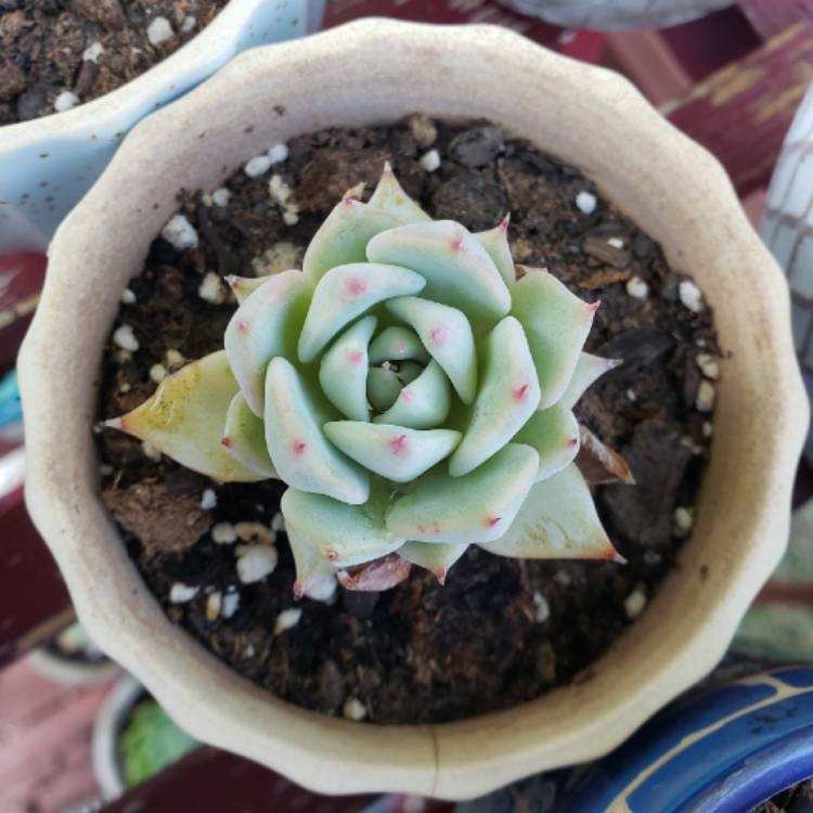 plant image 1349320 plant image 1349320