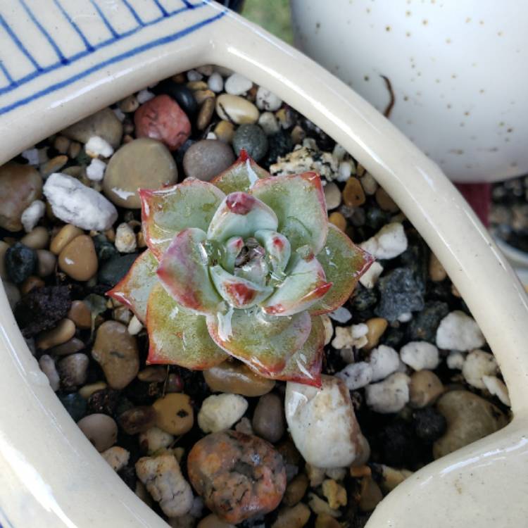 plant image 1349331 plant image 1349331