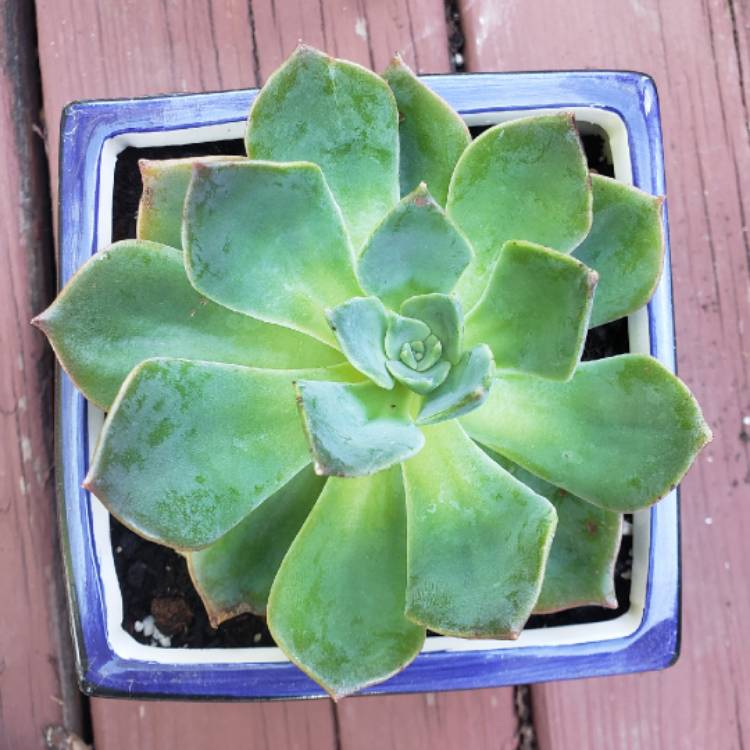 plant image 1365684 plant image 1365684