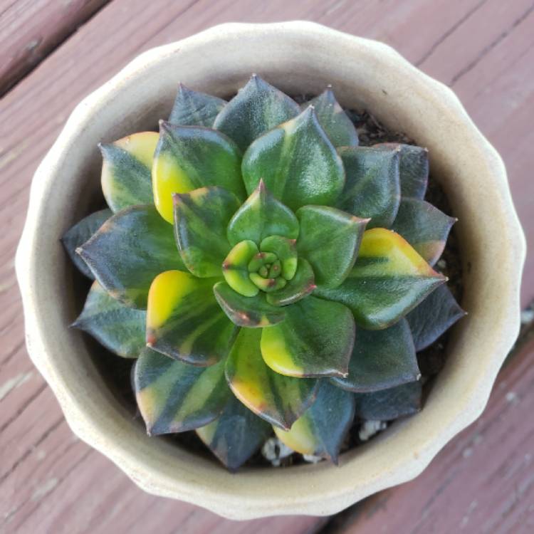 plant image 1365692 plant image 1365692