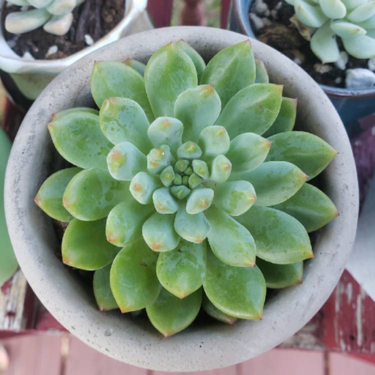plant image 1365693 plant image 1365693