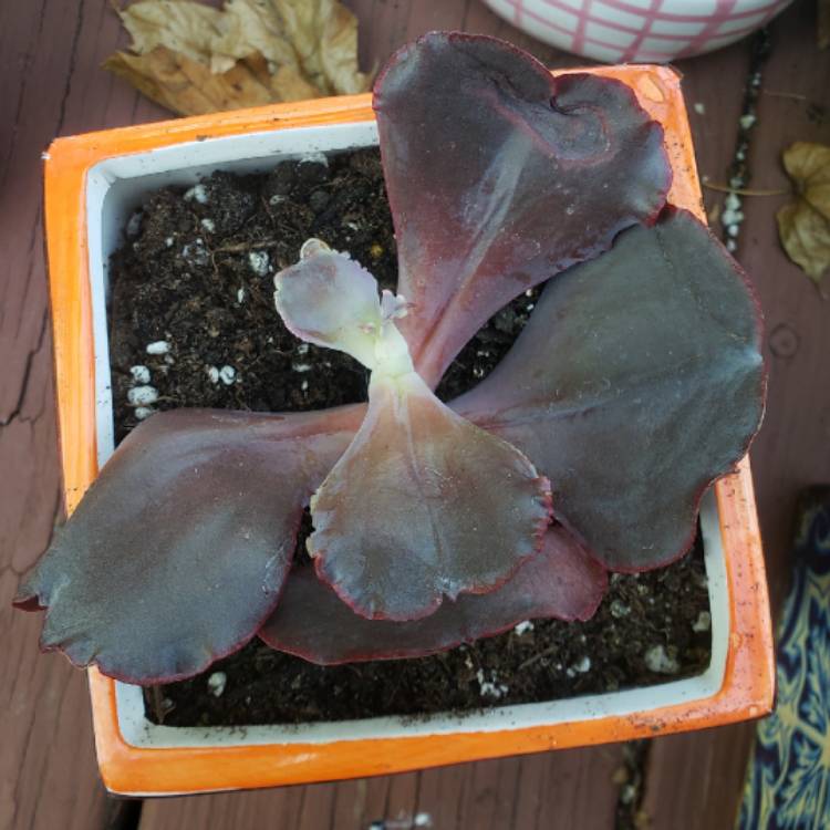 plant image 1365694 plant image 1365694