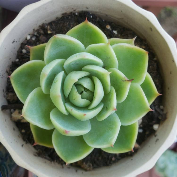 plant image 1365697 plant image 1365697