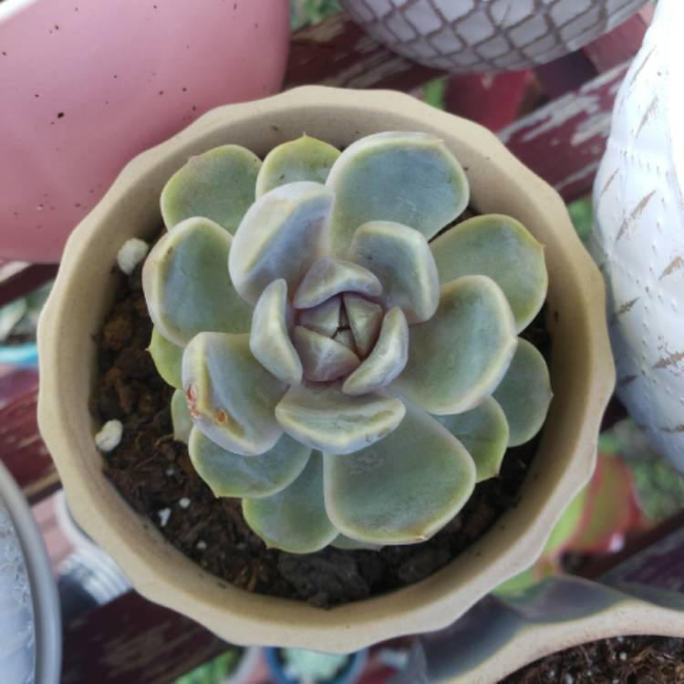 plant image 1365700 plant image 1365700
