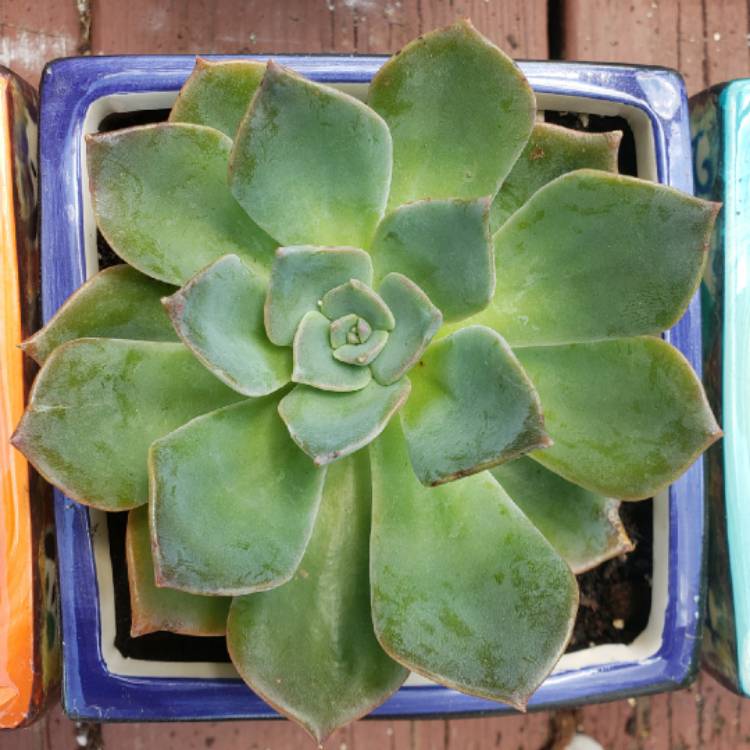 plant image 1370822 plant image 1370822