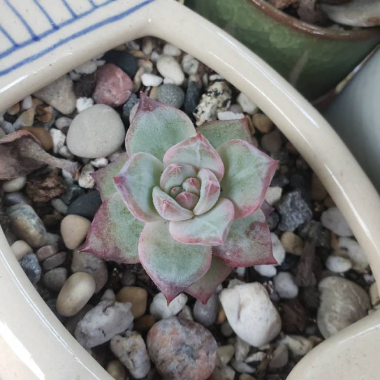 plant image 1380510 plant image 1380510
