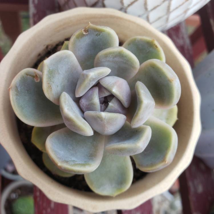 plant image 1380524 plant image 1380524
