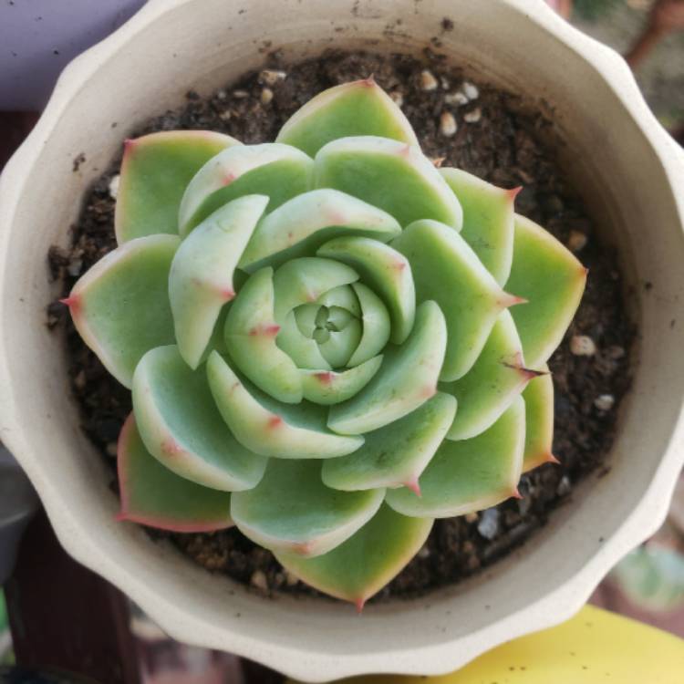 plant image 1380532 plant image 1380532