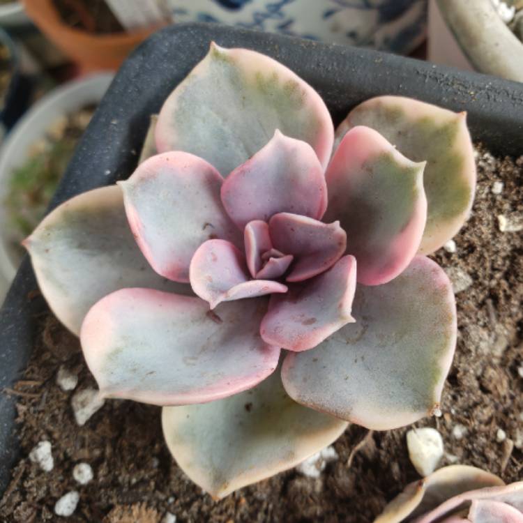 plant image 1389581 plant image 1389581