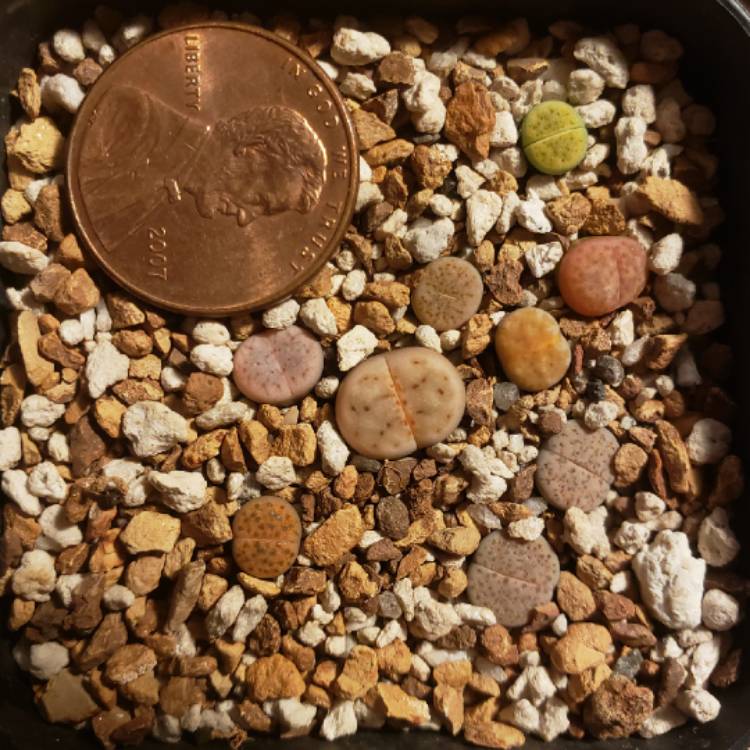 plant image 1390687