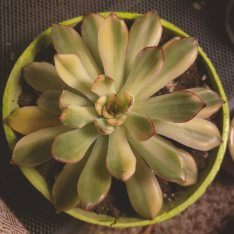 plant image 1390690
