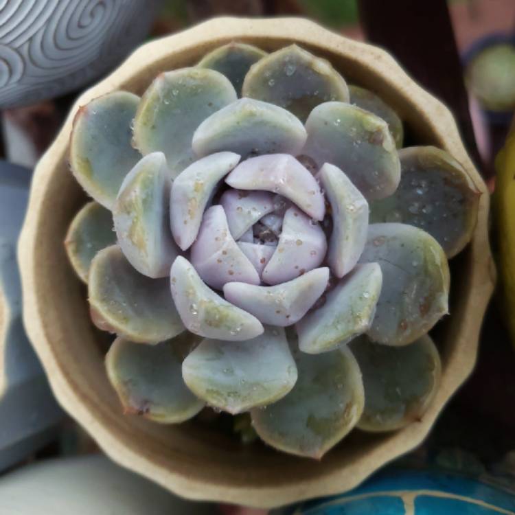 plant image 1398295 plant image 1398295