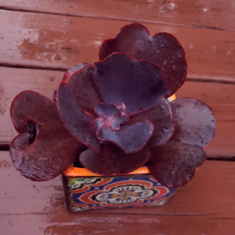 plant image 1398435 plant image 1398435