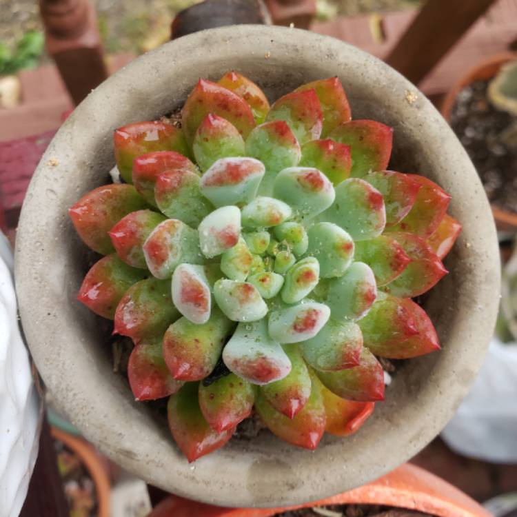 Plant image xSedeveria Blue Elf
