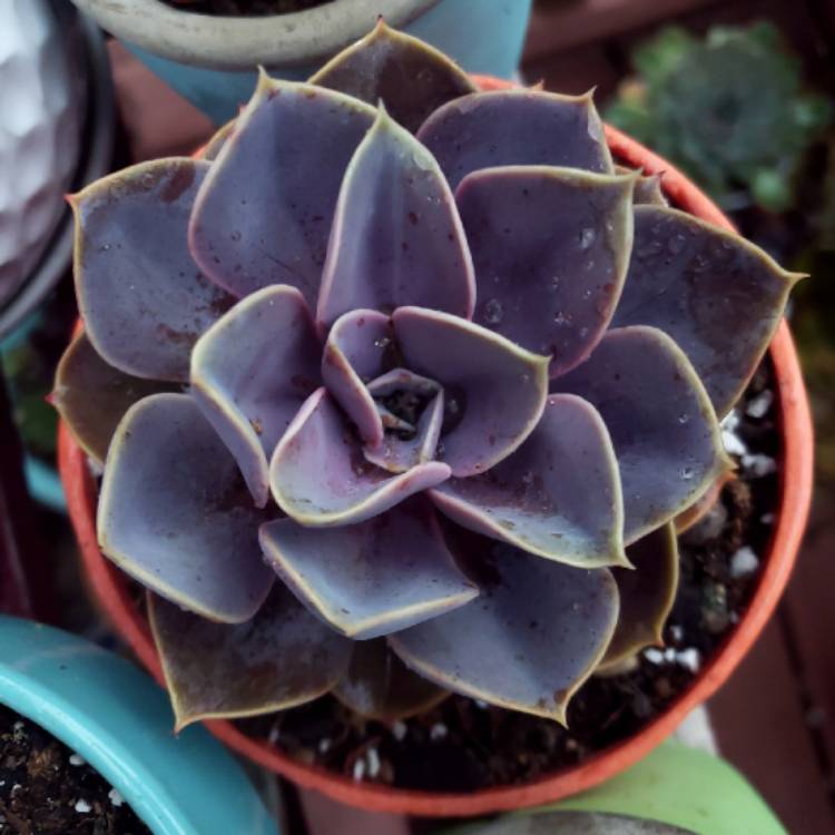plant image 1398440 plant image 1398440