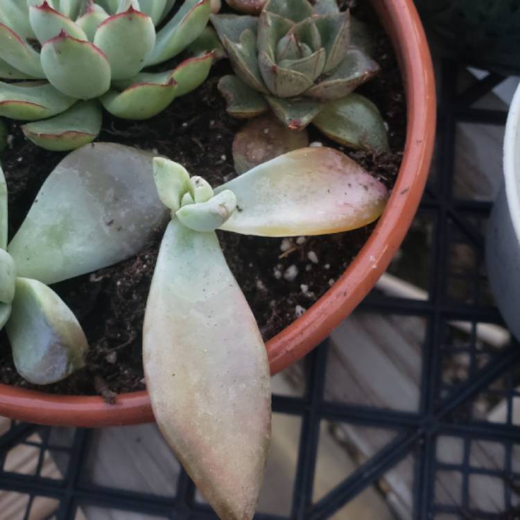 plant image 1413432