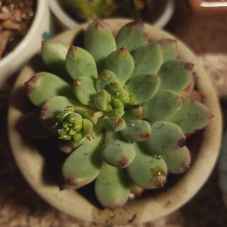 Plant image xSedeveria Blue Elf