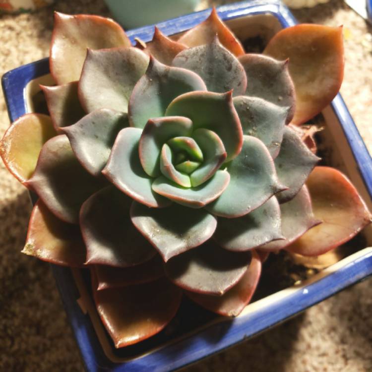 Plant image Echeveria Blue Prince