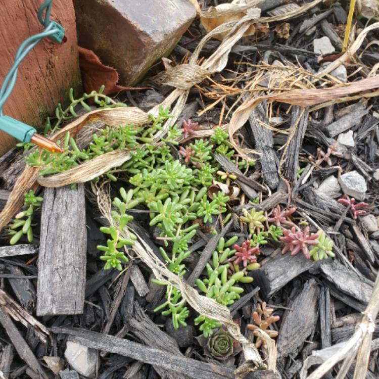 Plant image Sedum Album