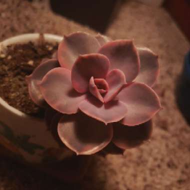 Echeveria Perle Von Nurnburg Variegata