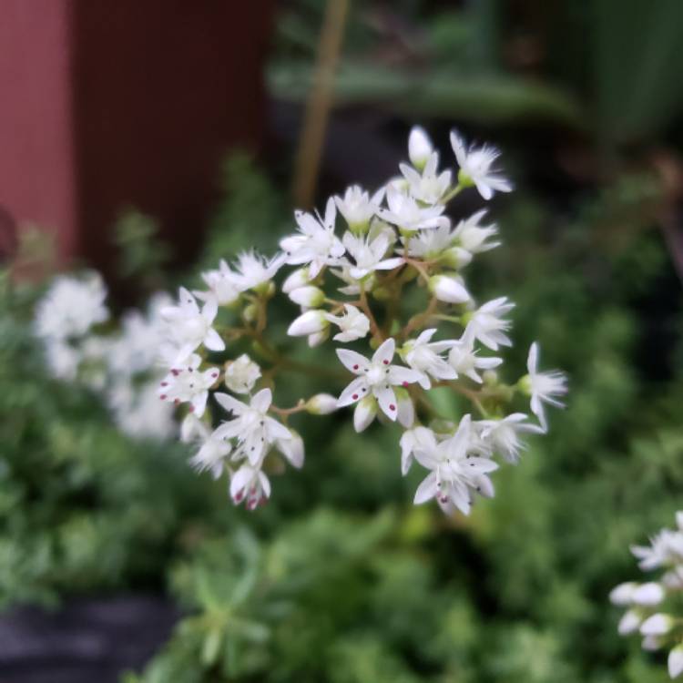plant image 1503012