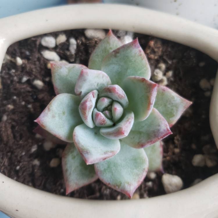 plant image 1503038 plant image 1503038