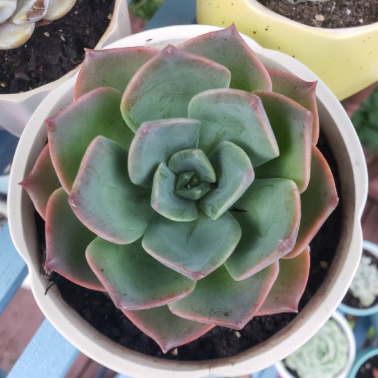 plant image 1503052 plant image 1503052