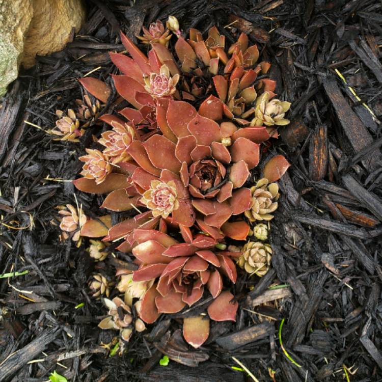 Plant image Sempervivum Chocolate Kiss