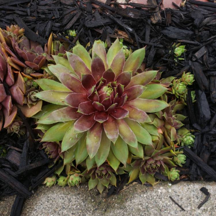 plant image 1503554