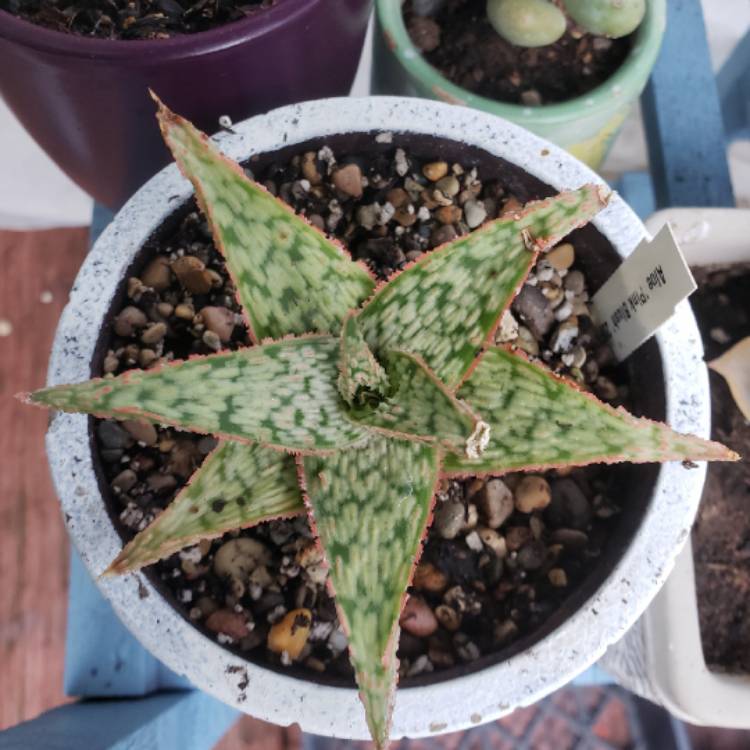 plant image 1503558 plant image 1503558