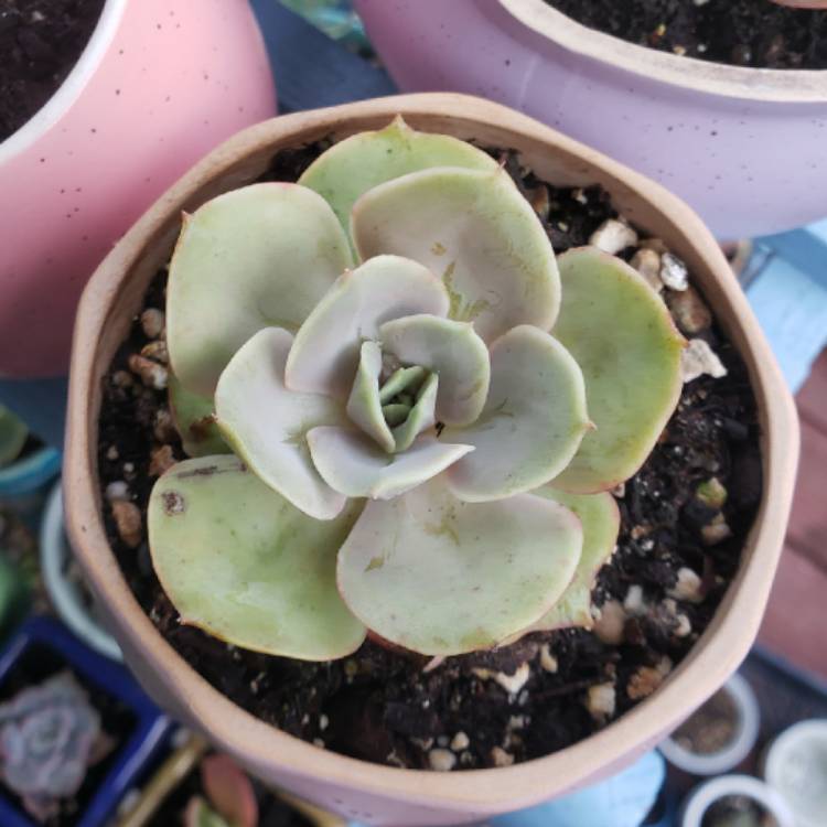 plant image 1503560 plant image 1503560