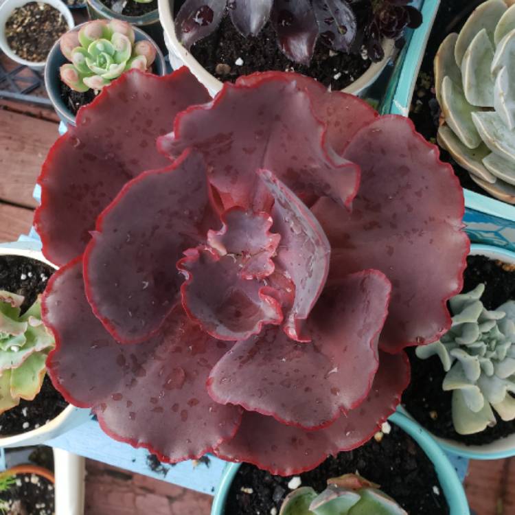 plant image 1503573 plant image 1503573