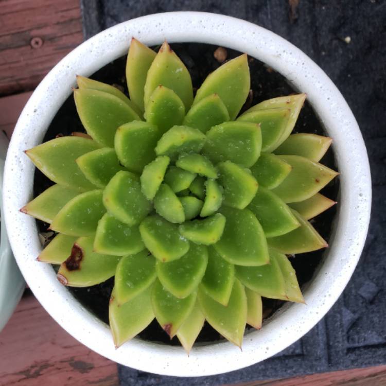 plant image 1503594 plant image 1503594