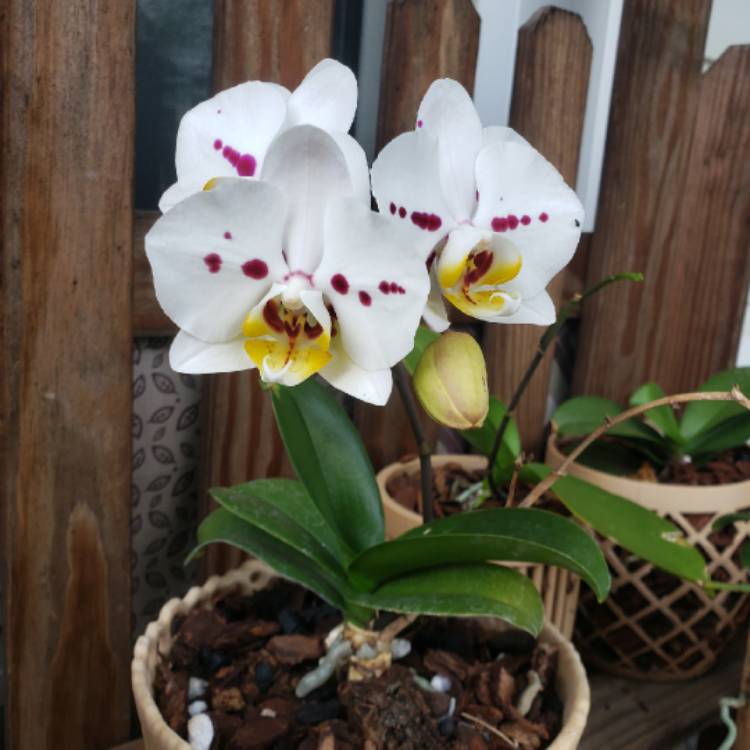 plant image 1511102