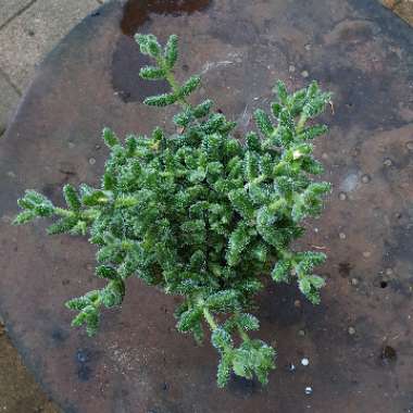 Delosperma echinatum syn. Delosperma pruinosum
