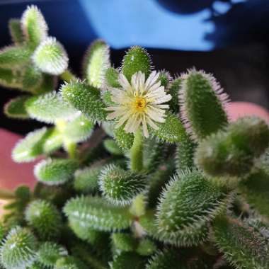 Delosperma echinatum syn. Delosperma pruinosum