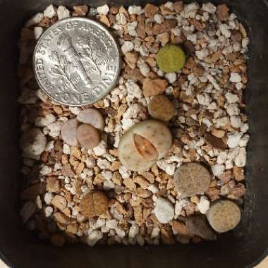 Lithops