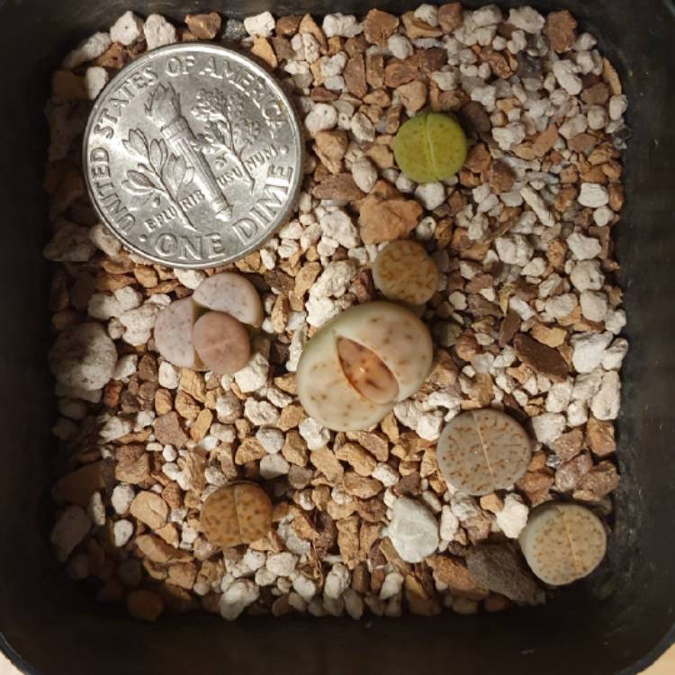 plant image 1552898