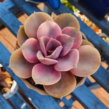 Echeveria Perle Von Nurnburg Variegata