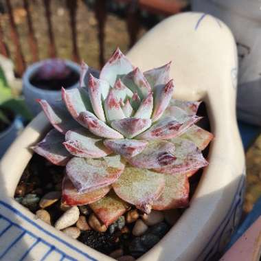 Echeveria 'Blue Bird'